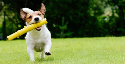 ​BRINQUEDOS PODEM COMBATER A DEPRESSO NOS ANIMAIS, DIZ ESPECIALISTA!