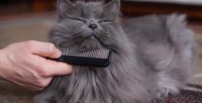 SUA CASA VIVE CHEIA DE PELO DE GATO? CONFIRA DICAS PARA DIMINUIR O PROBLEMA