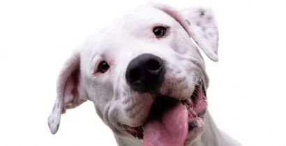 ​A HISTRIA DO DOGO ARGENTINO