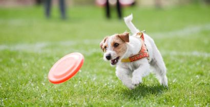 TREINAMENTO PARA CACHORRO: OPES PARA MANT-LO SEMPRE EM FORMA