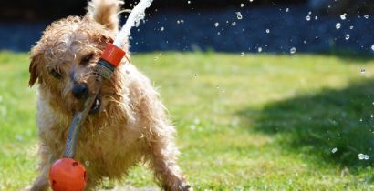 CUIDADOS COM SEU CACHORRO NO CALOR