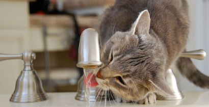 CUIDADOS COM GATOS EM DIAS DE CALOR