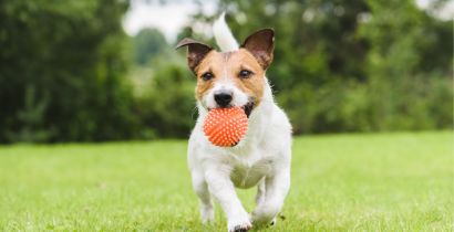 BRINQUEDO PARA CACHORRO: COMO ESCOLHER O MELHOR E MAIS SEGURO?