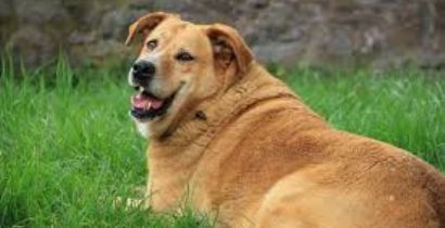 O cão castrado engorda?