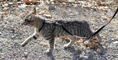 ​PASSEAR COM GATO: AS MELHORES DICAS PARA SAIR COM FELINO