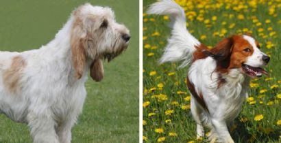 DUAS NOVAS RAAS DE CACHORRO SO RECONHECIDAS PELO AMERICAN KENNEL CLUB