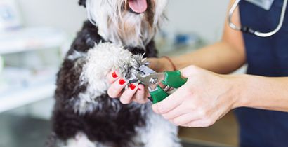 SAIBA COMO CUIDAR DAS UNHAS DO SEU PET