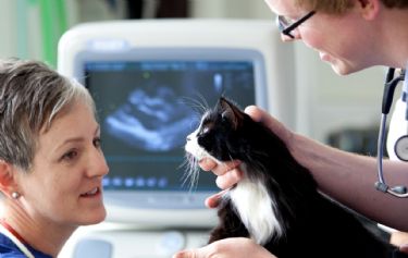 Cirurgia Veterinria